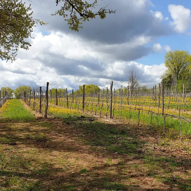 Cantemerle 4c vigne