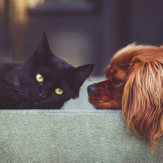 Chien et chat