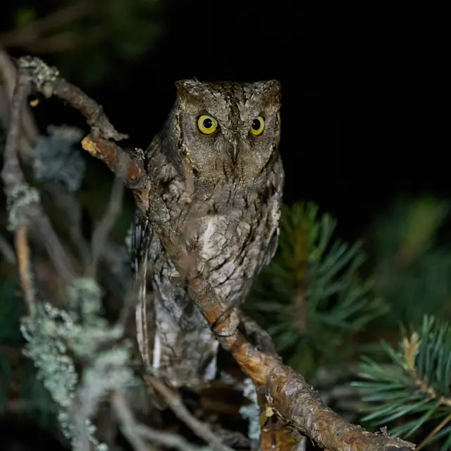 Hibou