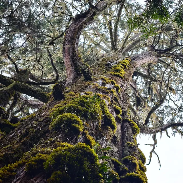 dragon_xxc-tree-10164377