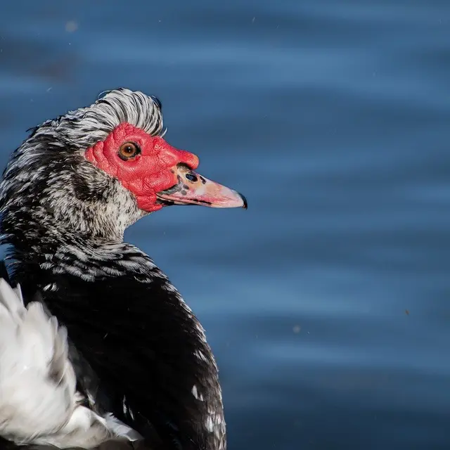 duck-7891708_1280