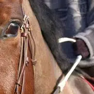équitation