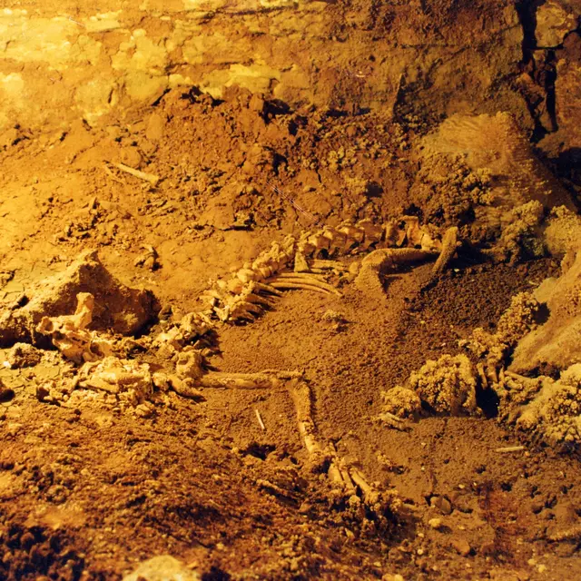 exposition-Lionne des cavernes de Souillac-maison de la paleo