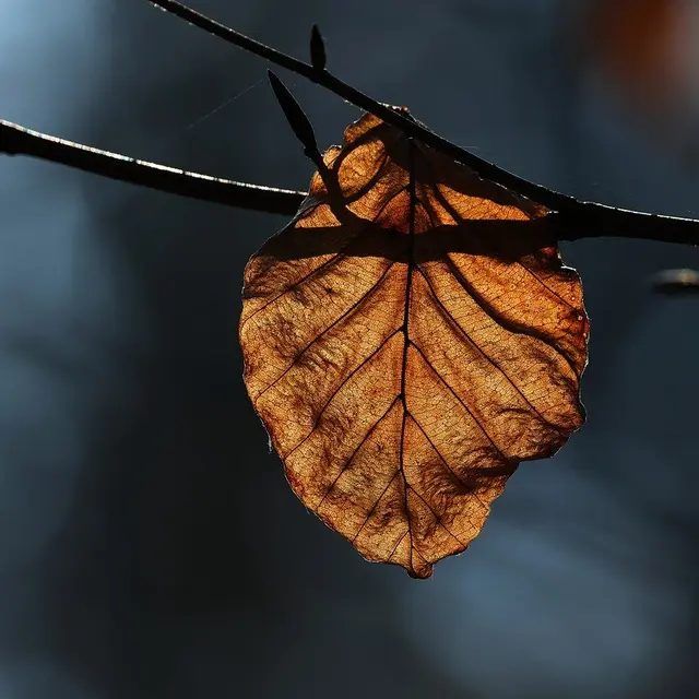 feuille