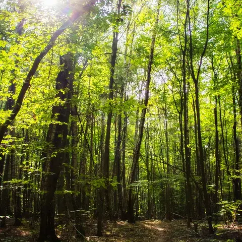 forêt