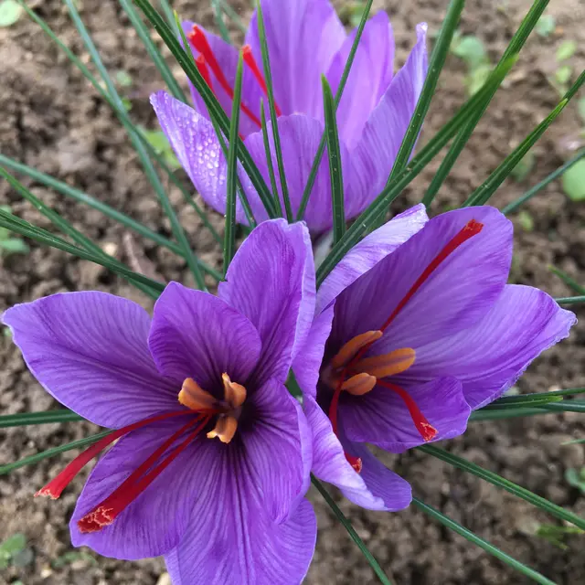 gros plan 3 fleurs