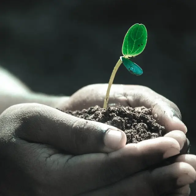 BOURSE AUX PLANTES