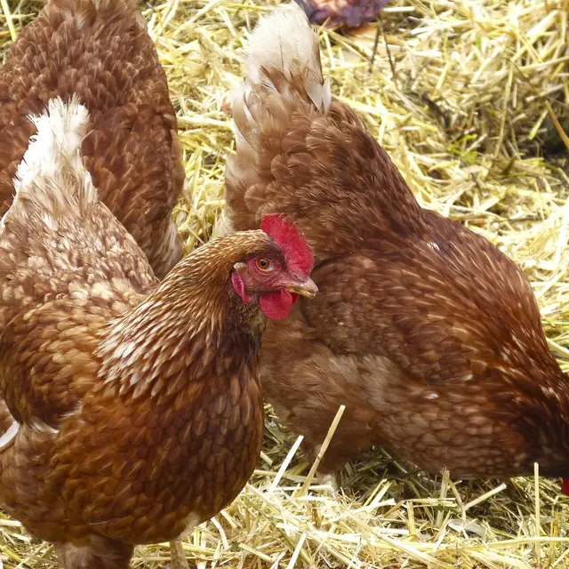 hens-1107874_1280