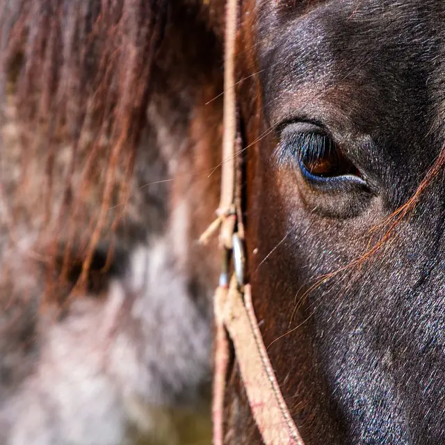 horse-4962780_1280