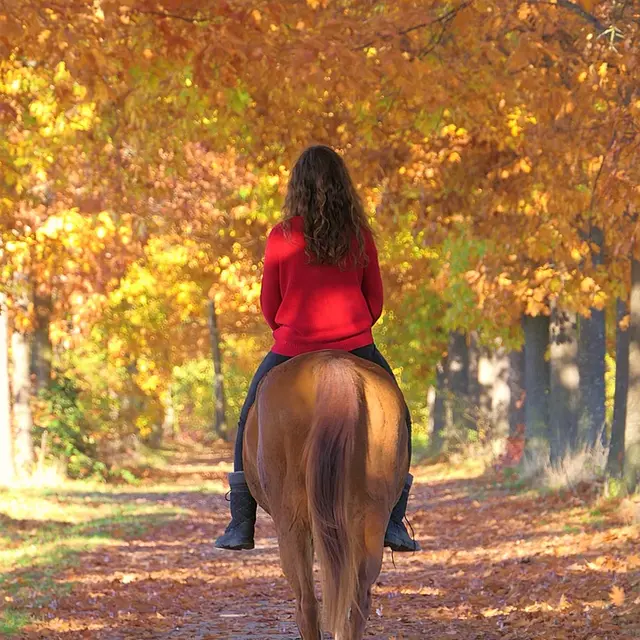 horse-5743794_1280