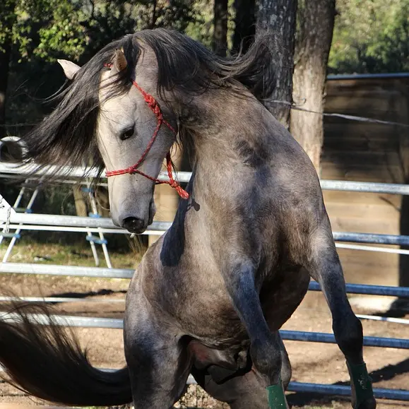 horse-943007_640