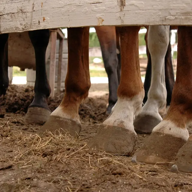 horse-feet-290204_1280