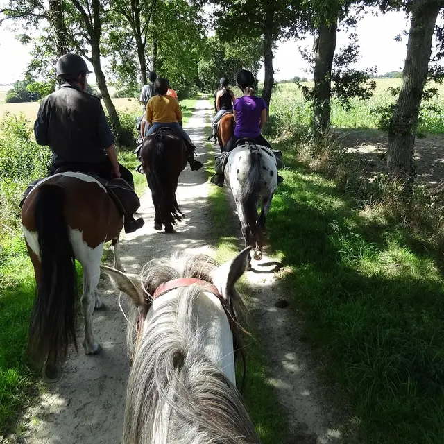 horses-1530497_1280