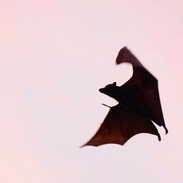 Chauve-souris