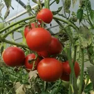 tomates de clémnt borie