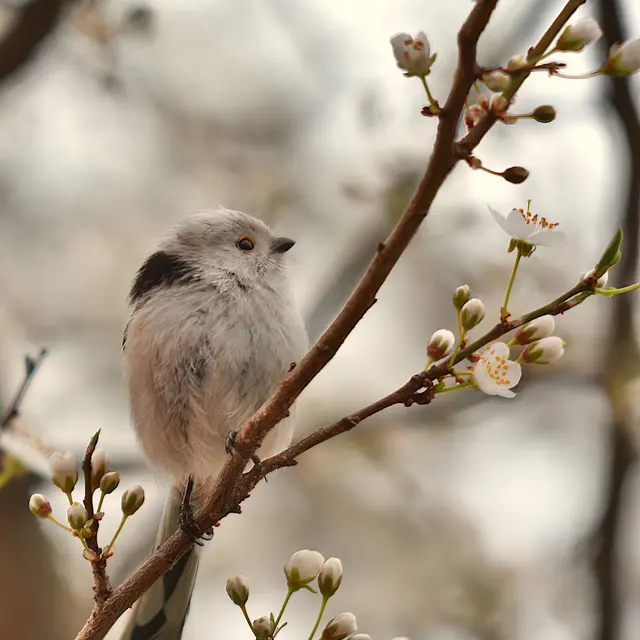 istvankopeczny-bird-8666099