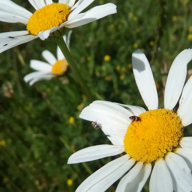 kaelestys-daisies-3560397