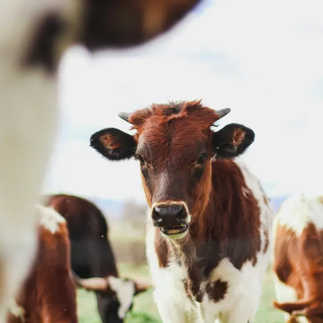 kylee-alons-suQ-D-9dmVU-unsplash