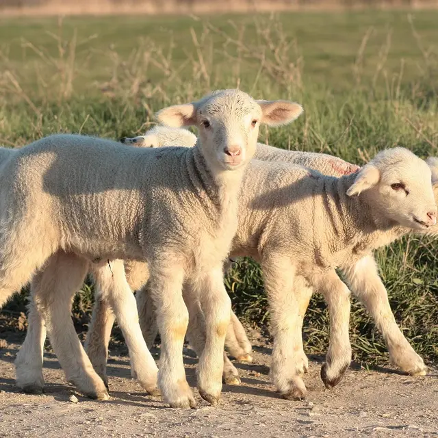 lamb-1265649_1280