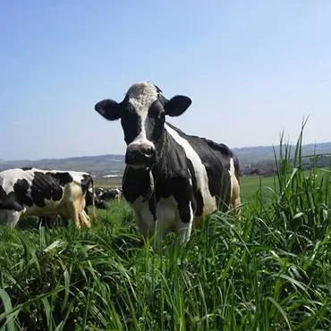 Lait Frères Vaches