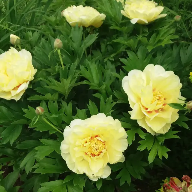 le jardin de jan 6