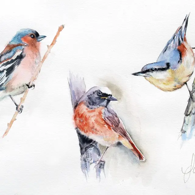 les oiseaux@S.Johannissen