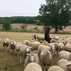 les quercynes