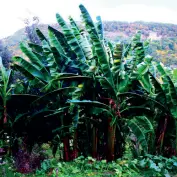 Jardin des Termes