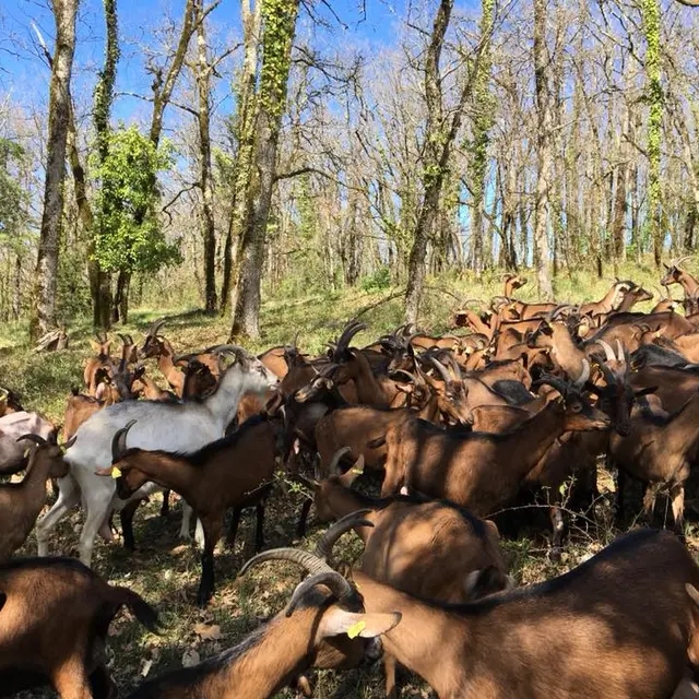 Ferme de Létou chèvrerie à St Cirq Lapopie