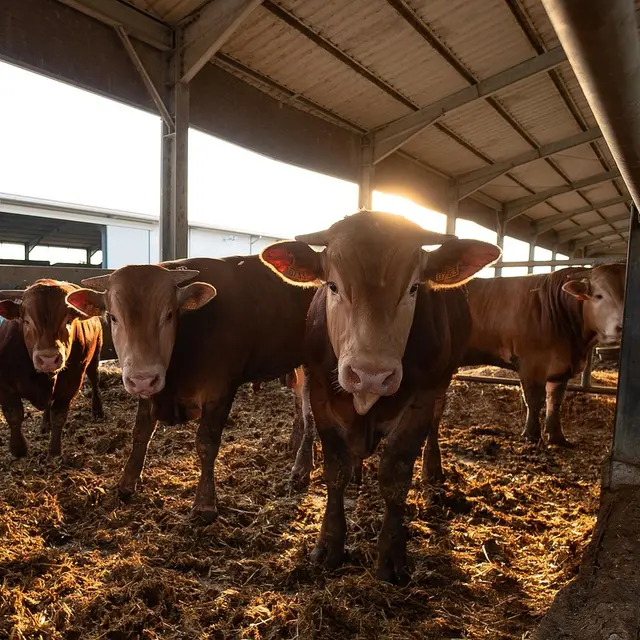 limousine-4379689_1280