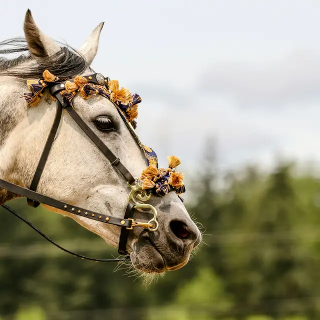 fête du cheval