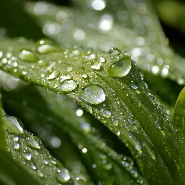 neelam279-raindrop-10190084_960_720