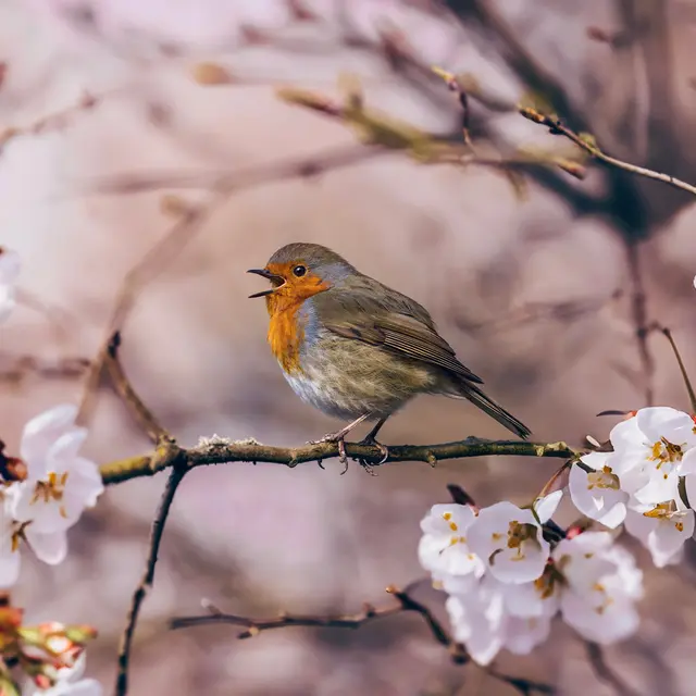 netti_nu_nu-spring-8636733