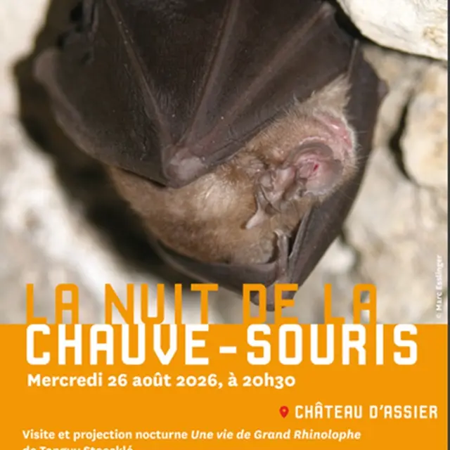 nuit de la chauve souris