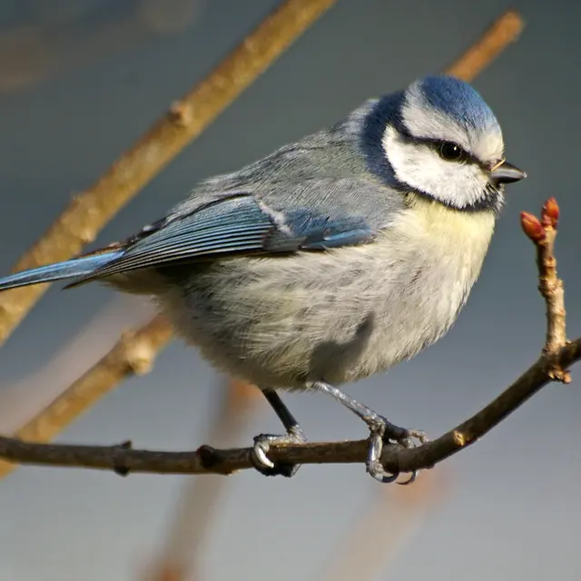 oiseau