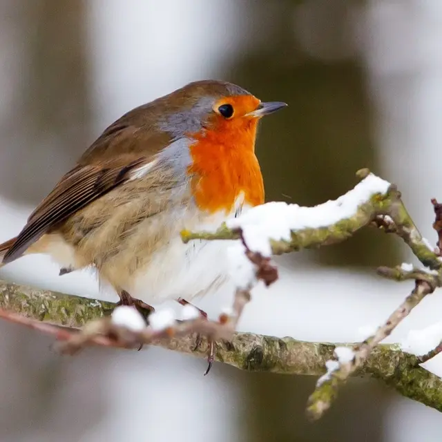 oiseau hiver©PublicDomainPictures_Pixabay