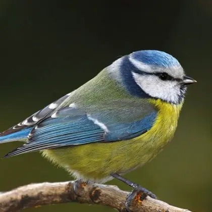 oiseau-mesange-bleue