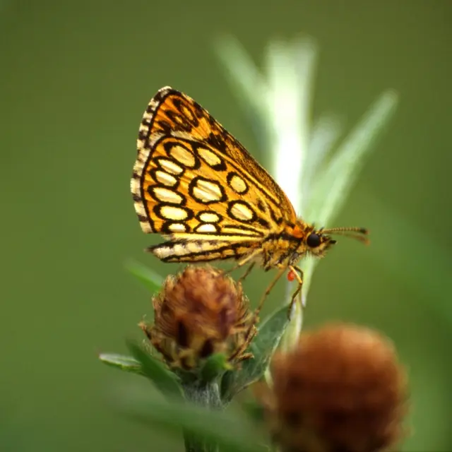 papillon ens