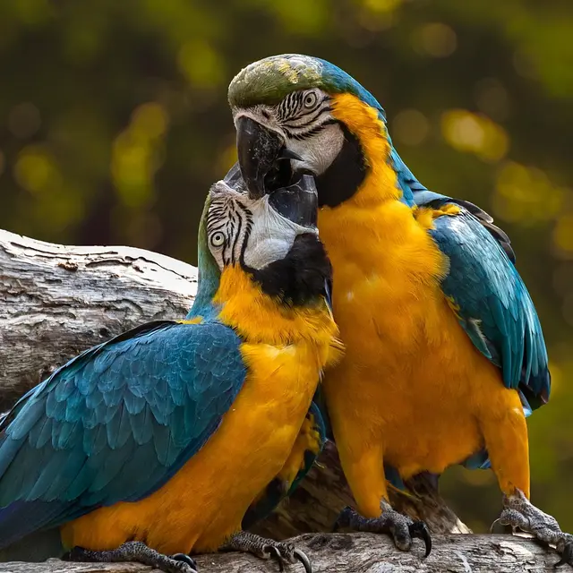 parrots-3427188_1280