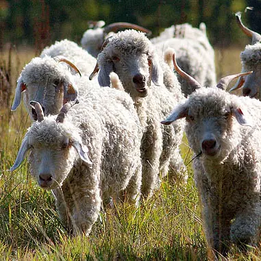 troupeau chèvres Angora