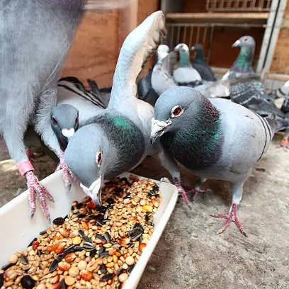 pigeons