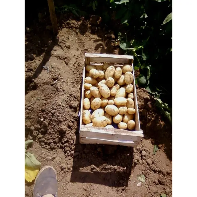 pomme-de-terre-charlotte