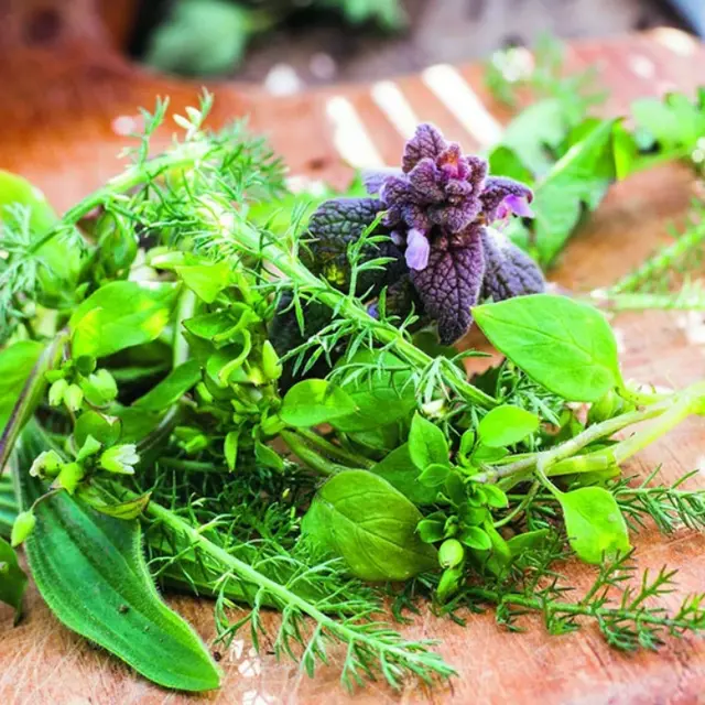 plantes sauvages