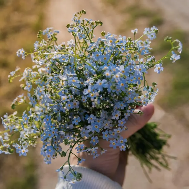 plantes sauvages