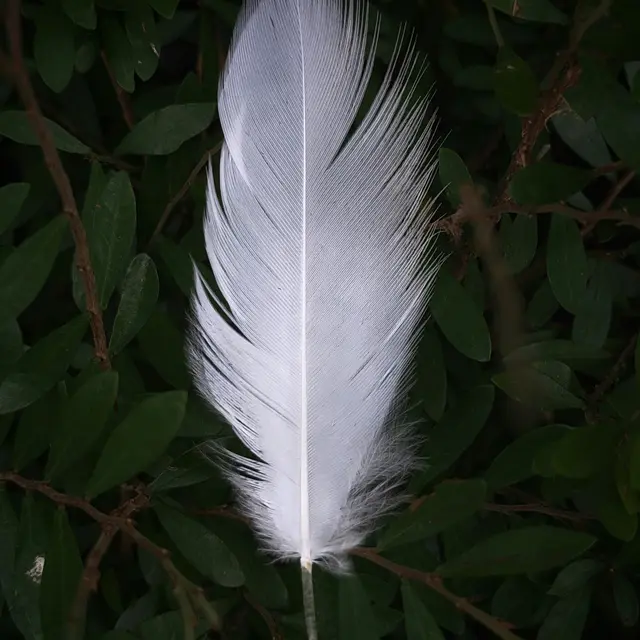 plume d'oiseau