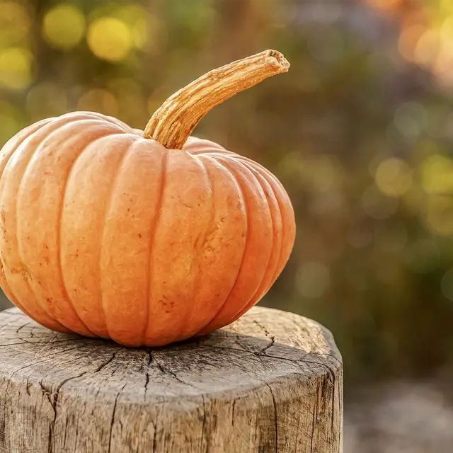 pumpkin-g421f56908_1920