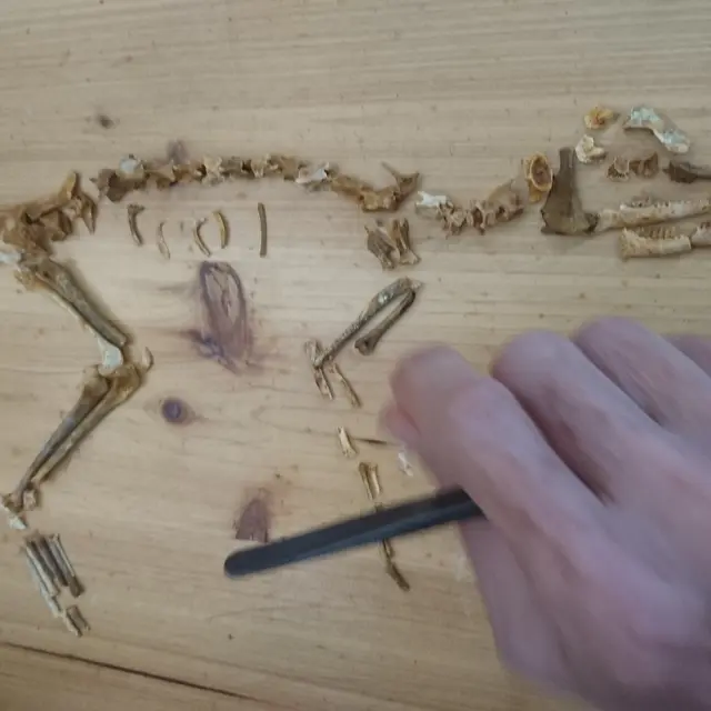 reconstruction d'un squelette du Cainothere Paroxacron valdense