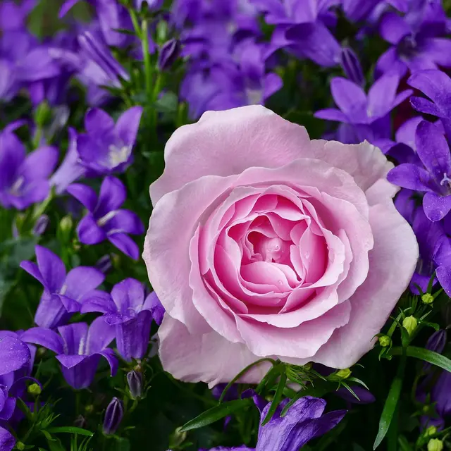 rose-3352891_1280