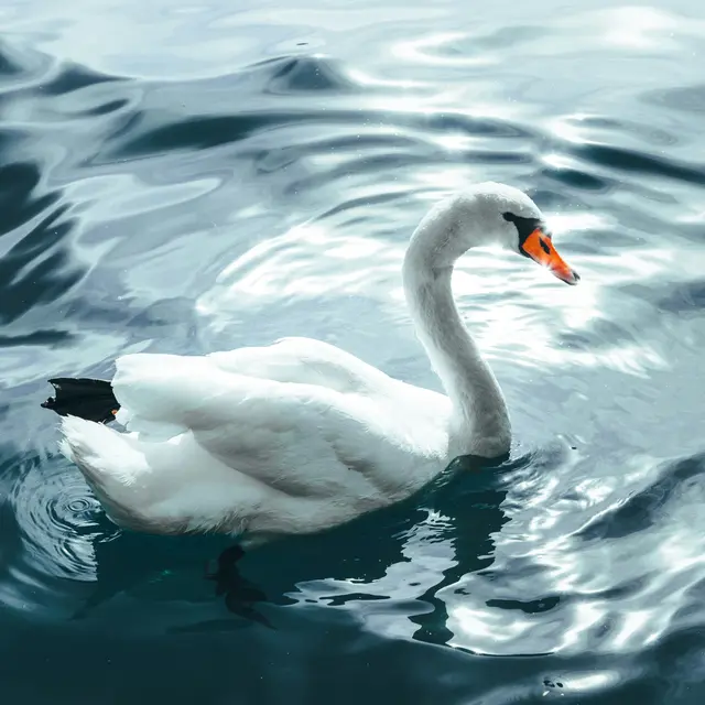 Cygne