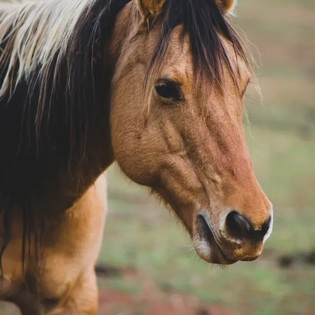 seth-fink-1bPXERSwOcg-unsplash
